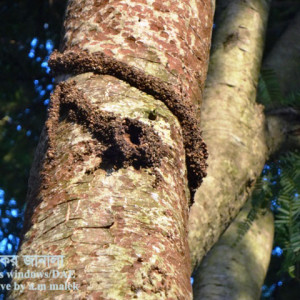 আমলকির কান্ড ছিদ্রকারি পোকা