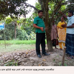 আম গাছের সার ব্যবস্থপনা